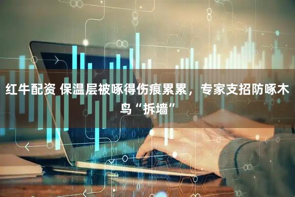 红牛配资 保温层被啄得伤痕累累，专家支招防啄木鸟“拆墙”